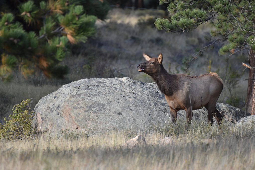 Colorado Parks and Wildlife to host public meetings seeking input for draft Elk Herd Management Plans - Vimarsana News